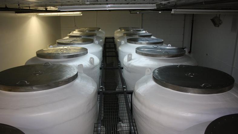 Zamrznitev britanske deklice