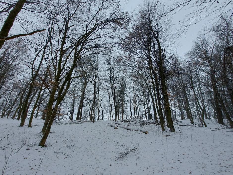 Zima, gozd, sneg, drevesa | Avtor: M. Ha.