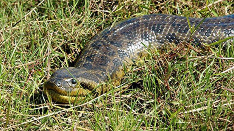 Upokojenec je na bregu reke našel pitona, vendar je bil ta že mrtev.