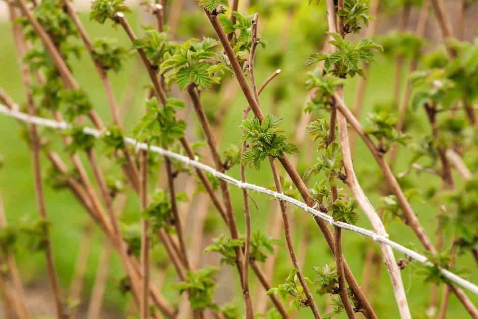 maline | Avtor: Profimedia