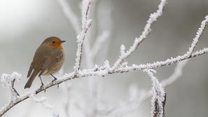 hladno vreme mraz sneg nizke temperature