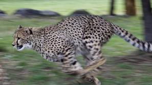 Gepard
