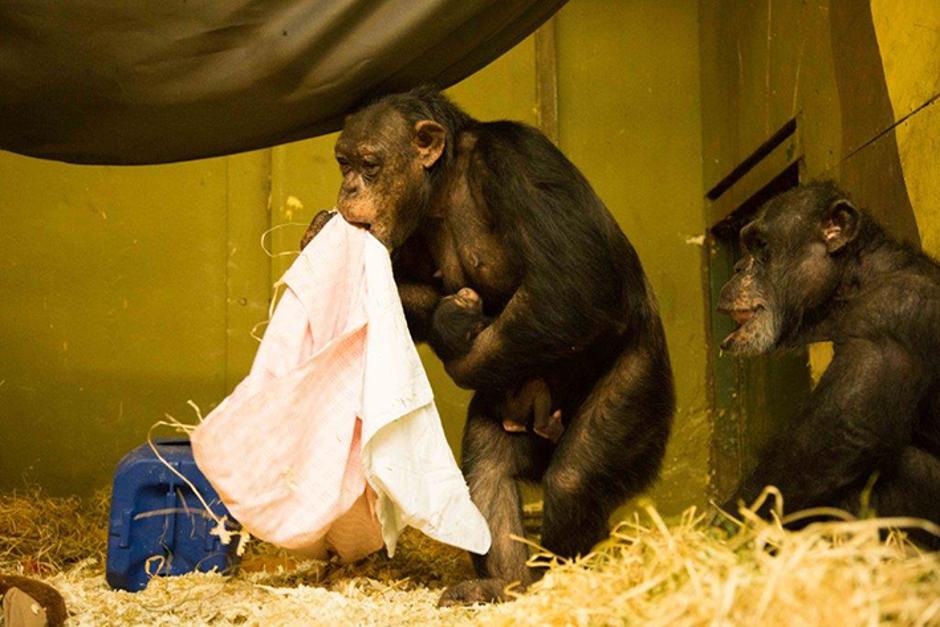 šimpanzi | Avtor: ZOO Ljubljana