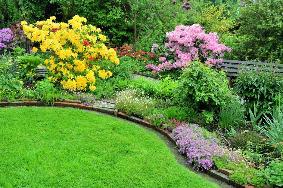 rododendron | Avtor: Profimedia