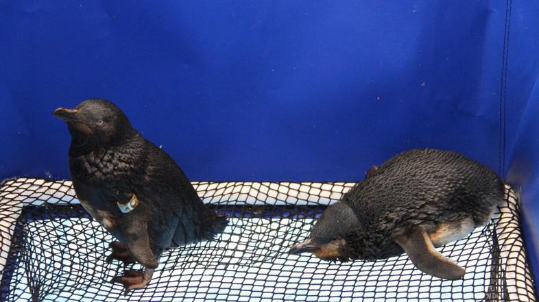 Posledice razlitja nafte