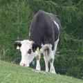 Na Krvavcu se vsako leto pase okoli 400 glav živine. (Foto: Polona Pegan)