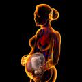 Nosečnica; dojenček; plod; placenta; posteljica
