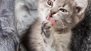 mačka umivanje lizanje