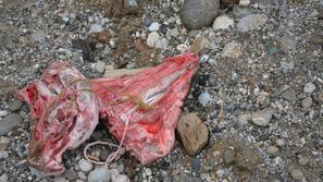 Svinjske glave na gradbišču