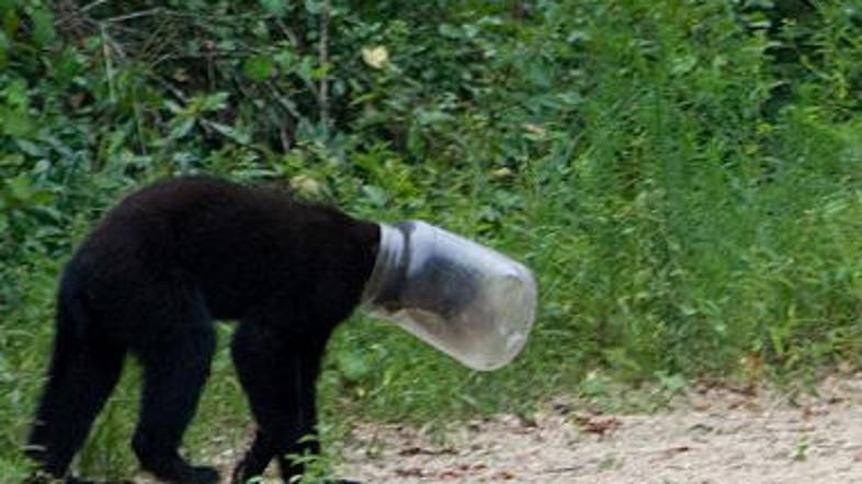 Medvedek je bil kar deset dni brez hrane in tekočine. (Foto: YouTube)