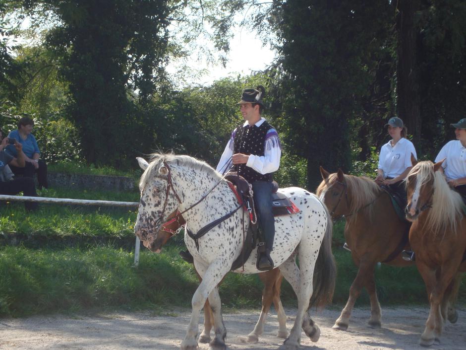 Slovenski hladnokrvni konj | Avtor: Slavko Vrhovec