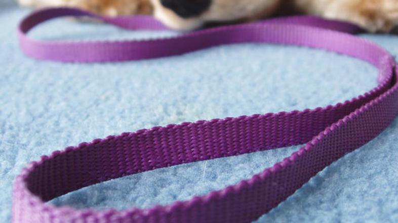 Sprehod koristi štirinožcu in njegovemu sprehajalcu. (Foto: Shutterstock)