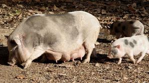 Živalski vrt vas pričakuje. (Foto: ZOO Ljubljana)