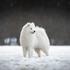 Samojed