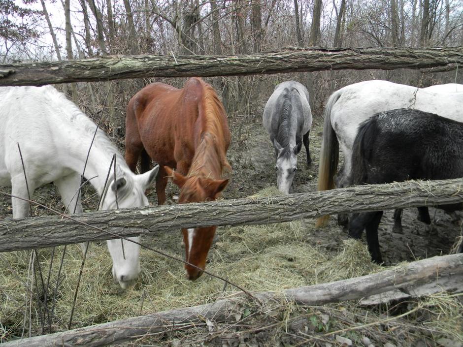 Zanemarjeni konji v Krčevini pri Vurbergu | Avtor: Društvo za zaščito živali Maribor