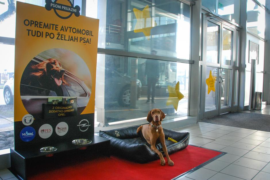 Opel - varen prevoz psov | Avtor: Opel
