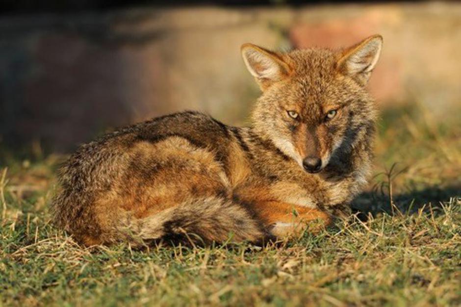 Zlati šakal, Canis aureus | Avtor: Profimedias