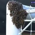 Čebele so zasedle okvir gola. (Foto: As.com)