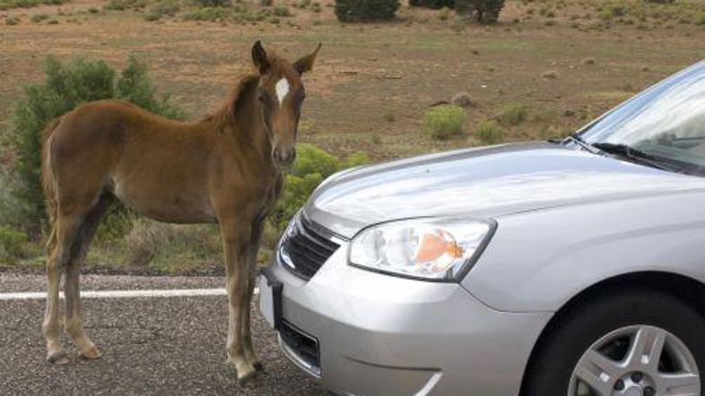 Si predstavljate življenje brez avtomobila?