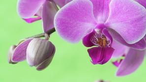 (Foto: Shutterstock)