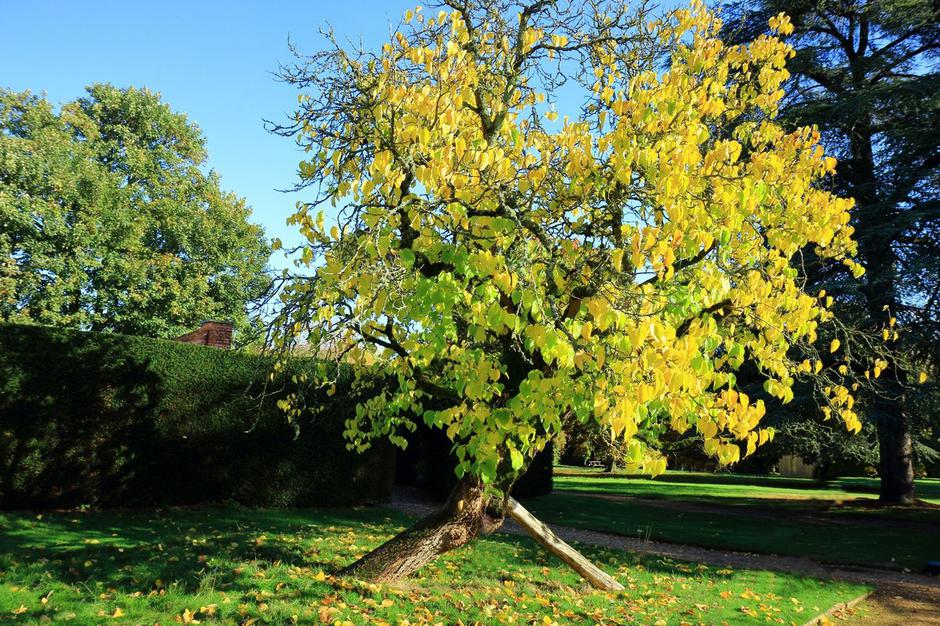 Murva | Avtor: Profimedia