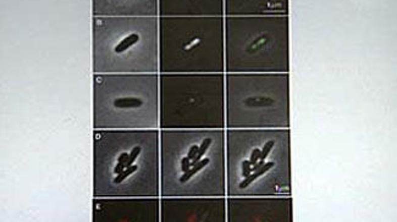 Posebne vrste mutiranih bakterij lahko proizvajo gorivo, vendar zaenkrat še v pr