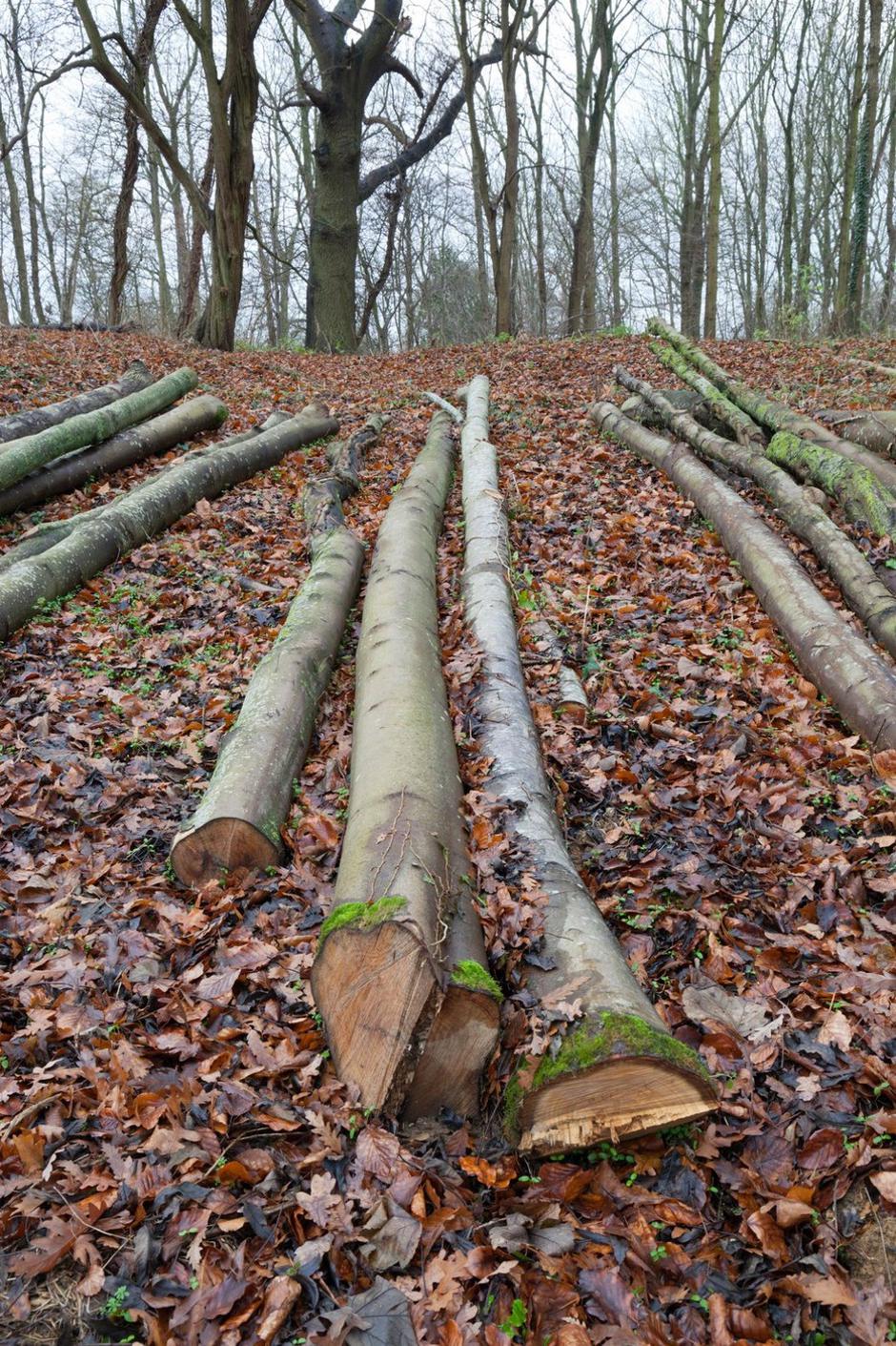 hlodi hlod spravlje les gozd | Avtor: Profimedia