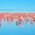 Flamingi, jezero Nakuru, Kenija.
