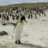 Pingvini, Stanley, Falklandski otoki.