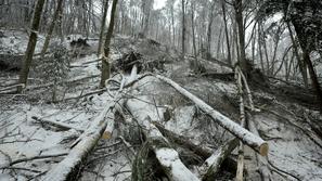slovenija 04.02.14, sneg, led, zled, snegolom, lom dreves, nevarno vozisce zarad