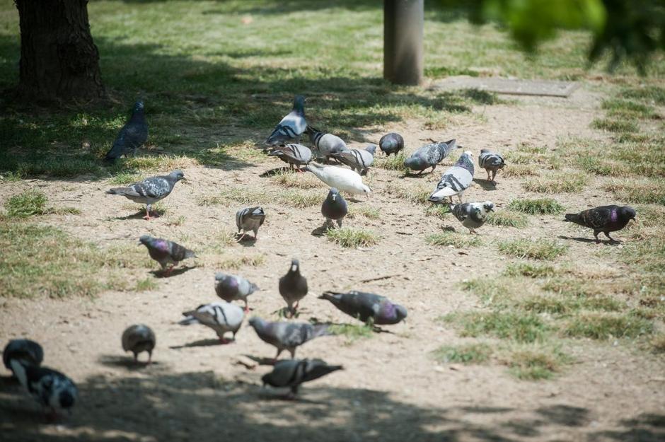 golobi | Avtor: Anže Petkovšek