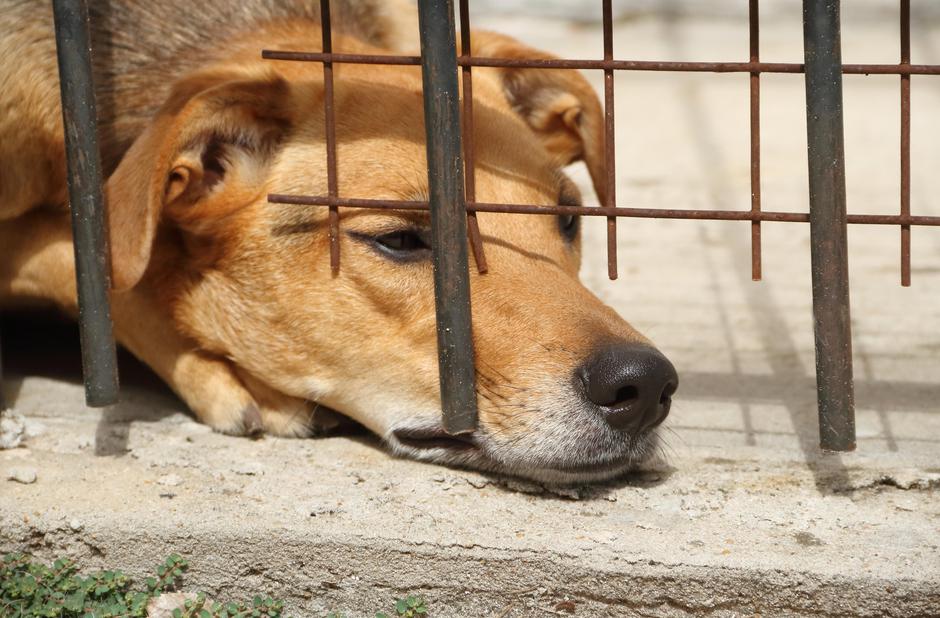 Mučenje živali | Avtor: Profimedia