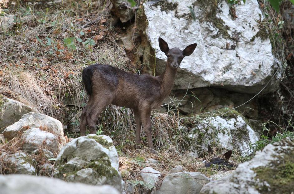 Živali na Cresu umirajo pred očmi plavalcev.
