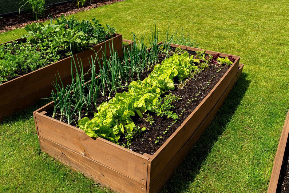 zelenjavni vrt, visoke grede | Avtor: Profimedia