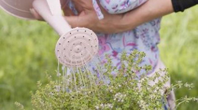 Thymus vulgaris, timijan
