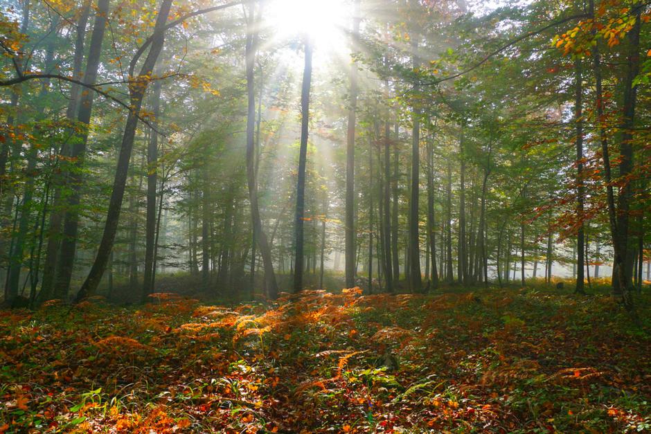 Kočevje | Avtor: Andreja Cilenšek