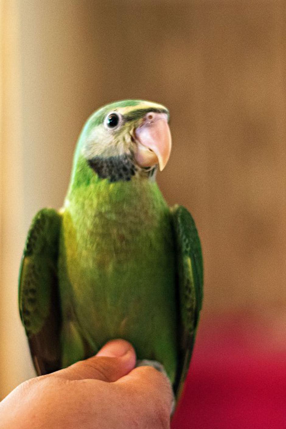 Aleksandri | Avtor: Katja Vogrinec