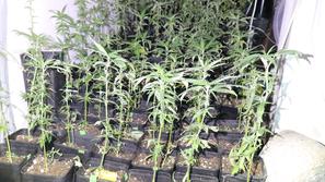 Zaseg droge pri 69-letniku