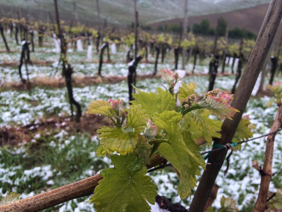 Zmrzal v vinogradu | Avtor: P&F Jeruzalem