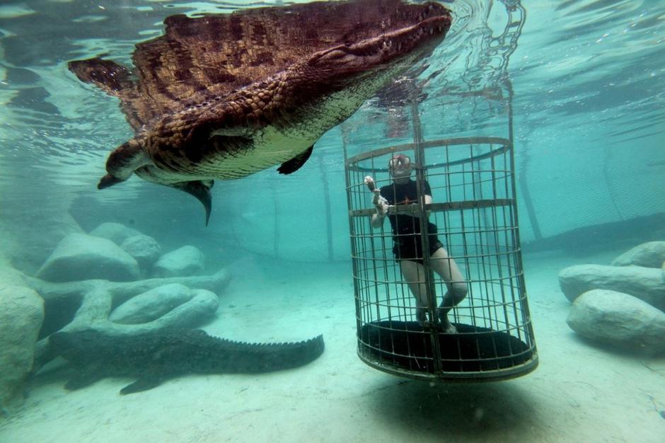 Potaplajnja v kletki | Avtor: Profimedias