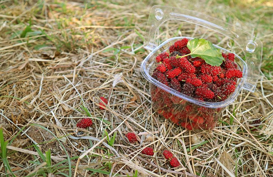 Murva | Avtor: Profimedia