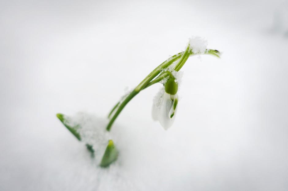 Sneg in pomlad | Avtor: Profimedia