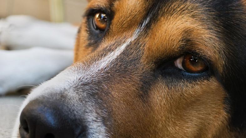 (Foto: Shutterstock)