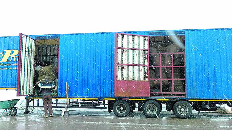 Tovornjak s slonoma je odpeljal še pred prihodom policije. (Foto: T. F.)