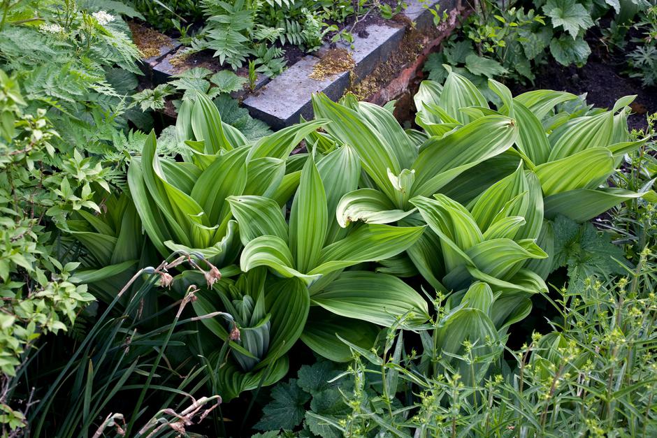 bela čmerika | Avtor: bela čmerika/profimedia