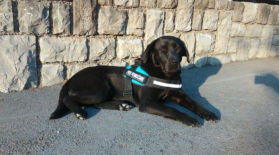 Pes pomočnik Tara | Avtor: Maja Golob