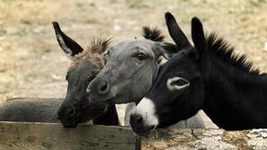 (Foto: Shutterstock)