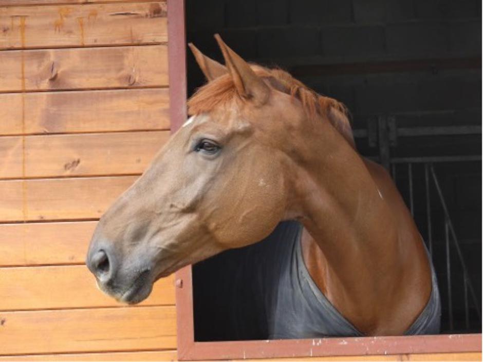 Konjeniški klub Gibanje | Avtor: Konjeniški klub Gibanje