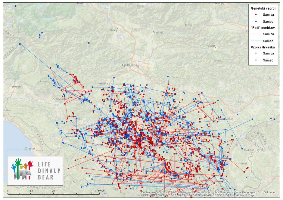 Vzorci medvedov v prostoru | Avtor: LIFE DINALP BEAR