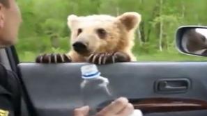Medved na cesti